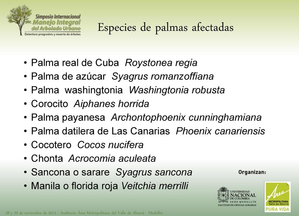 datilera de Las Canarias Phoenix canariensis Cocotero Cocos nucifera Chonta Acrocomia aculeata Sancona o sarare Syagrus