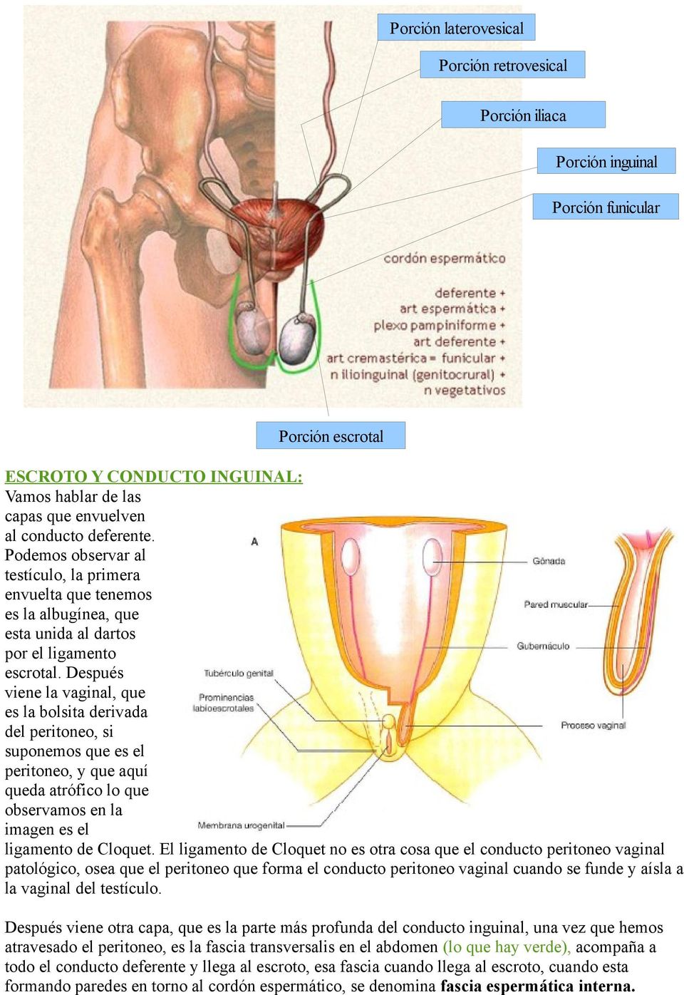 Después viene la vaginal, que es la bolsita derivada del peritoneo, si suponemos que es el peritoneo, y que aquí queda atrófico lo que observamos en la imagen es el ligamento de Cloquet.