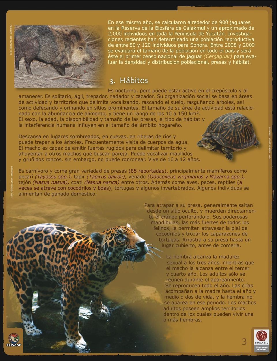 Entre 2008 y 2009 se evaluará el tamaño de la población en todo el país y será éste el primer censo nacional de jaguar (Cenjaguar) para evaluar la densidad y distribución poblacional, presas y