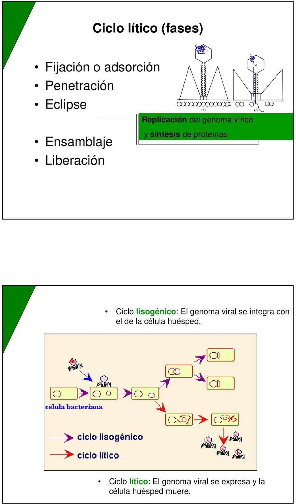 proteínas Ciclo lisogénico: El genoma viral se integra con el de la