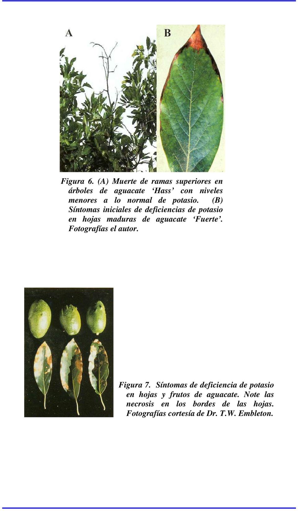 potasio. (B) Síntomas iniciales de deficiencias de potasio en hojas maduras de aguacate Fuerte.