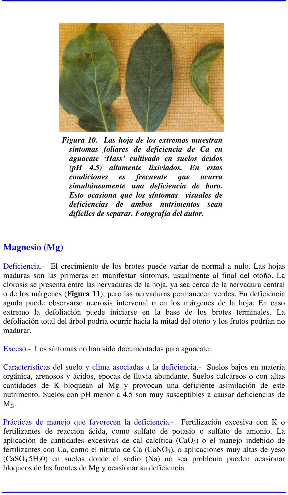 Fotografía del autor. Magnesio (Mg) Deficiencia.- El crecimiento de los brotes puede variar de normal a nulo. Las hojas maduras son las primeras en manifestar síntomas, usualmente al final del otoño.