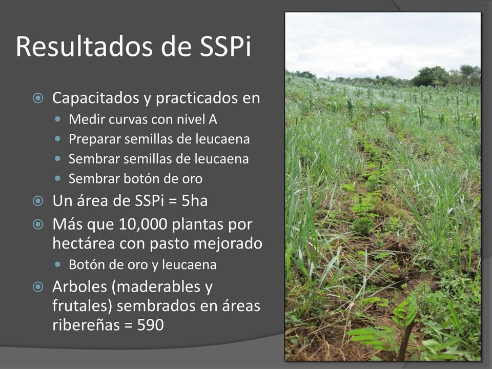Un área de SSPi = 5ha Más que 10,000 plantas por hectárea con pasto mejorado