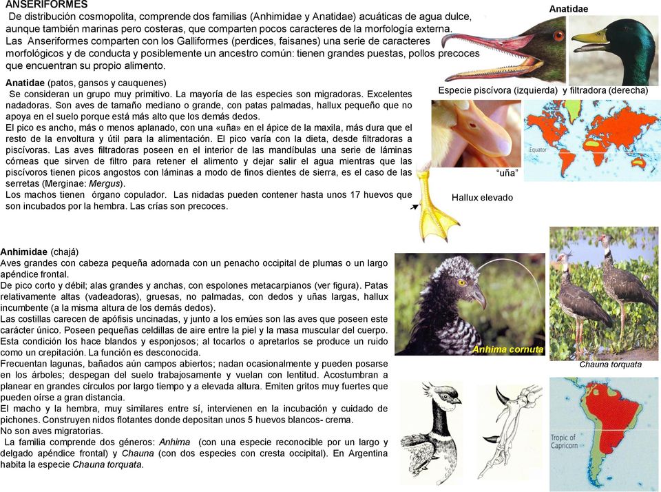 Las Anseriformes comparten con los Galliformes (perdices, faisanes) una serie de caracteres morfológicos y de conducta y posiblemente un ancestro común: tienen grandes puestas, pollos precoces que