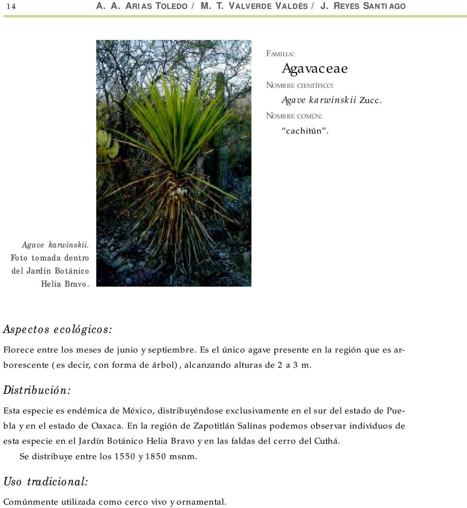 Esta especie es endémica de México, distribuyéndose exclusivamente en el sur del estado de Puebla y en el estado de Oaxaca.
