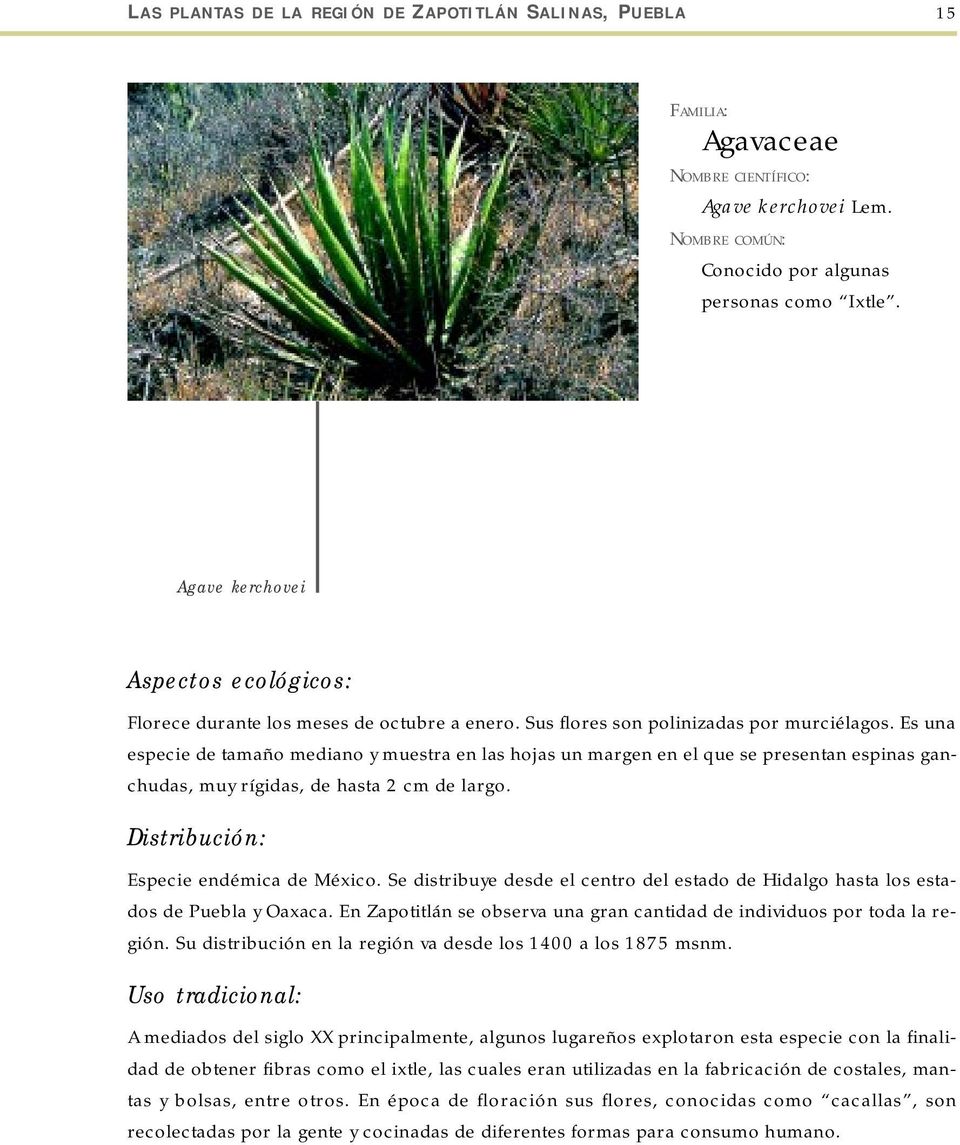 Especie endémica de México. Se distribuye desde el centro del estado de Hidalgo hasta los estados de Puebla y Oaxaca. En Zapotitlán se observa una gran cantidad de individuos por toda la región.