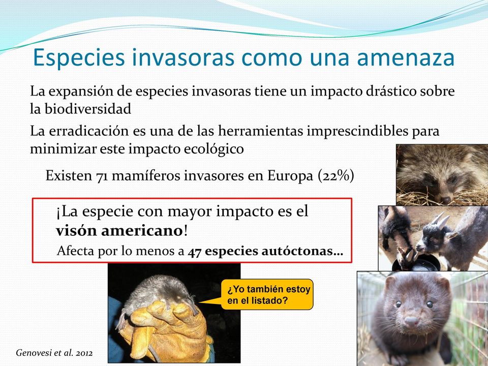 ecológico Existen 71 mamíferos invasores en Europa (22%) La especie con mayor impacto es el visón