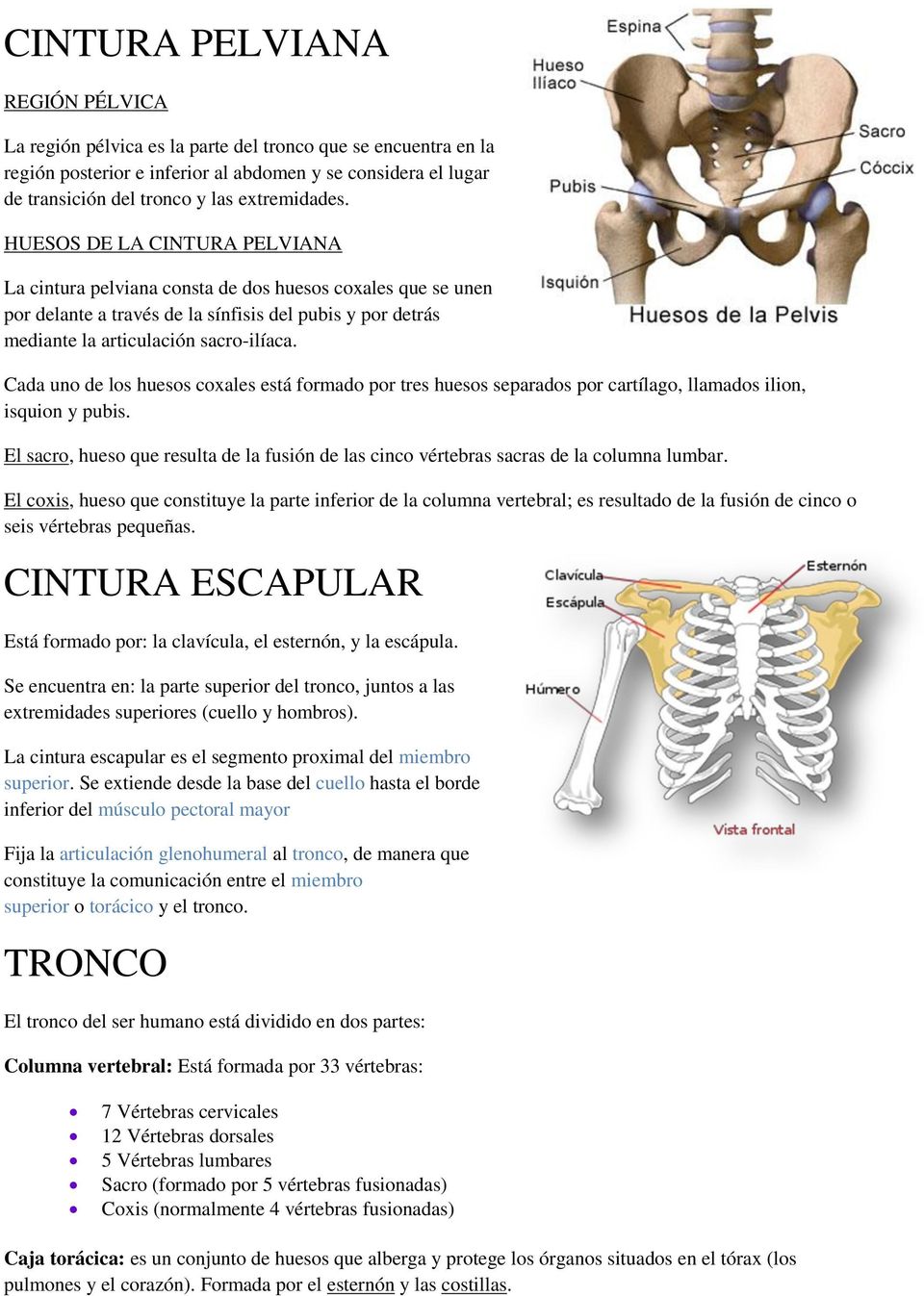 HUESOS DE LA CINTURA PELVIANA La cintura pelviana consta de dos huesos coxales que se unen por delante a través de la sínfisis del pubis y por detrás mediante la articulación sacro-ilíaca.