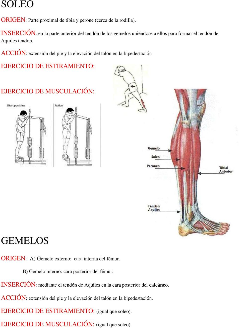 ACCIÓN: extensión del pie y la elevación del talón en la bipedestación GEMELOS ORIGEN: A) Gemelo externo: cara interna del fémur.