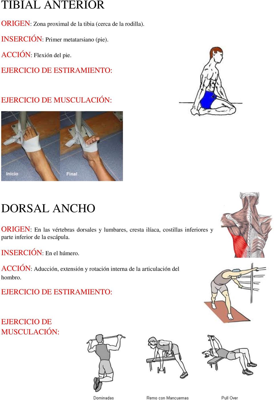 DORSAL ANCHO ORIGEN: En las vértebras dorsales y lumbares, cresta ilíaca, costillas inferiores y