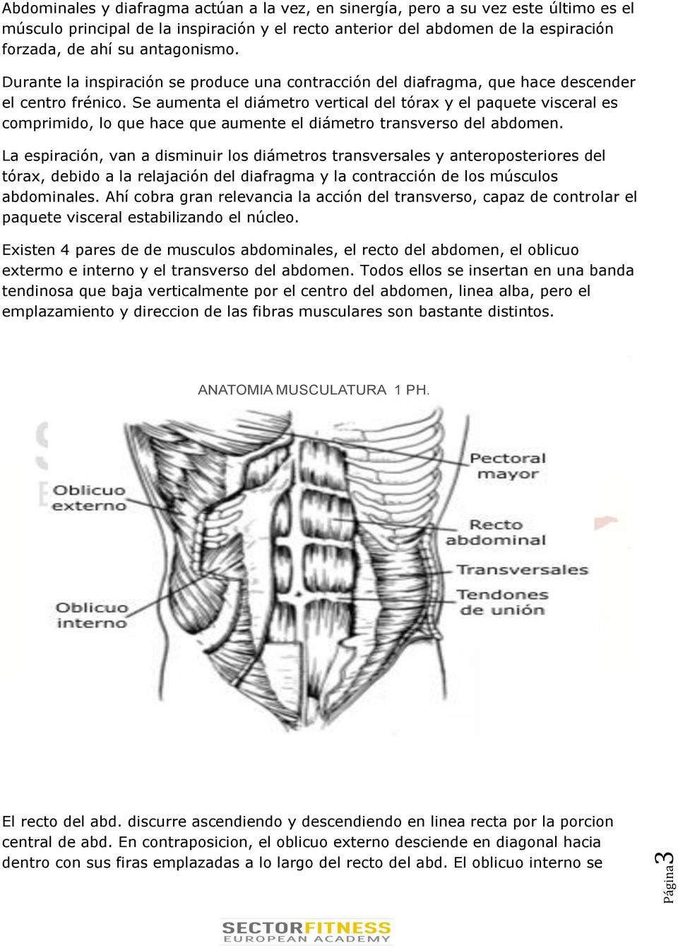 Se aumenta el diámetro vertical del tórax y el paquete visceral es comprimido, lo que hace que aumente el diámetro transverso del abdomen.