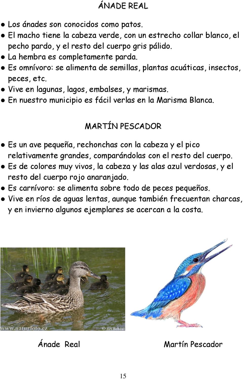 MARTÍN PESCADOR Es un ave pequeña, rechonchas con la cabeza y el pico relativamente grandes, comparándolas con el resto del cuerpo.