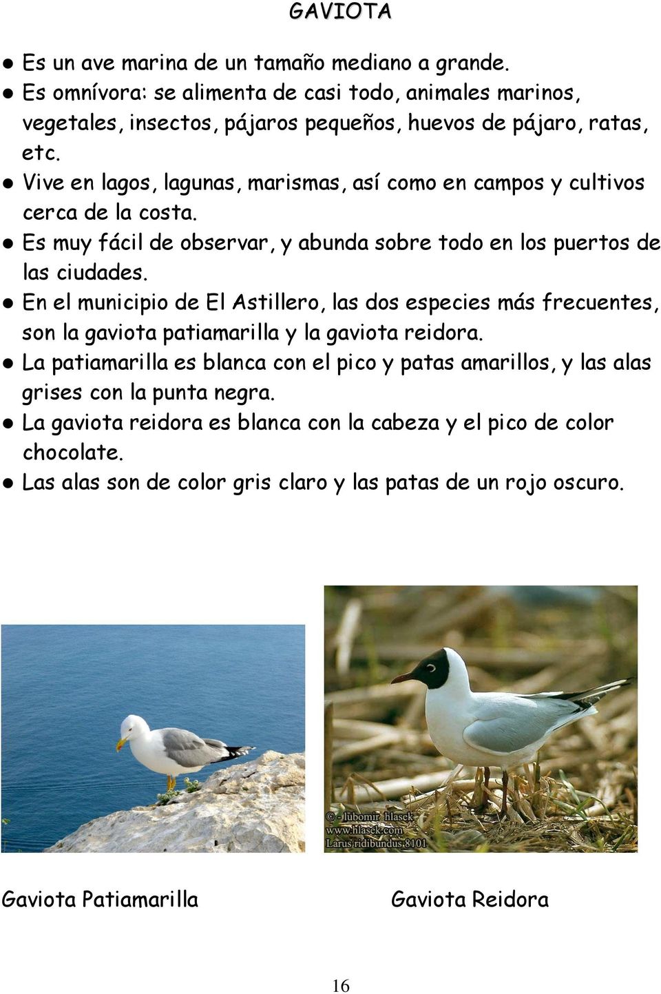 En el municipio de El Astillero, las dos especies más frecuentes, son la gaviota patiamarilla y la gaviota reidora.