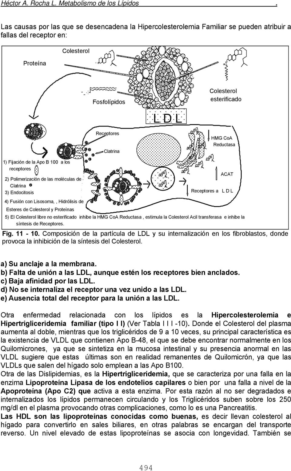 Receptores latrina MG oa Reductasa 1) Fijación de la Apo B 100 a los receptores ) Polimerización de las moléculas de latrina ) Endocitosis 4) Fusión con Lisosoma,, idrólisis de Esteres de olesterol y