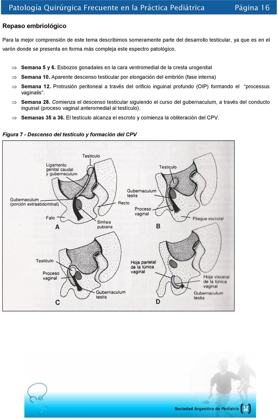Aparente descenso testicular por elongación del embrión (fase interna) Semana 12. Protrusión peritoneal a través del orificio inguinal profundo (OIP) formando el processus vaginalis. Semana 28.