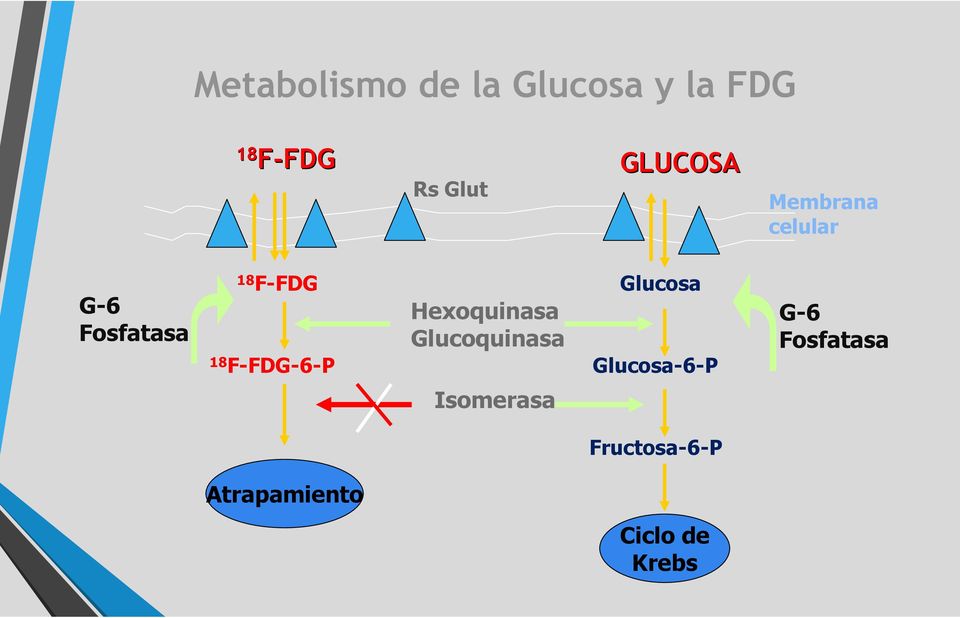 F-FDG-6-P Hexoquinasa Glucoquinasa Glucosa Glucosa-6-P