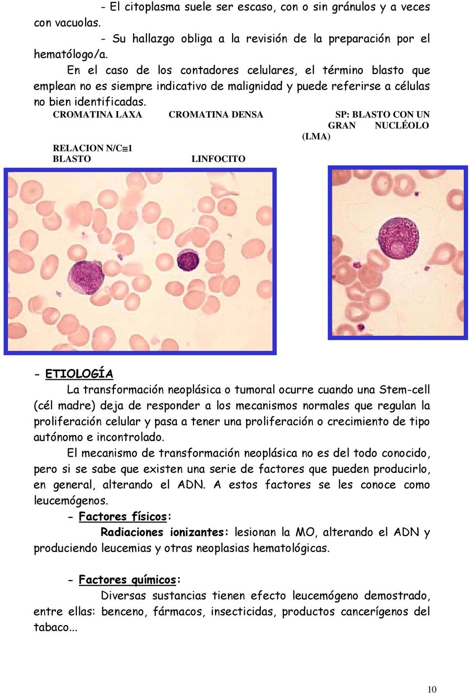 CROMATINA LAXA CROMATINA DENSA SP: BLASTO CON UN GRAN NUCLÉOLO (LMA) RELACION N/C 1 BLASTO LINFOCITO - ETIOLOGÍA La transformación neoplásica o tumoral ocurre cuando una Stem-cell (cél madre) deja de