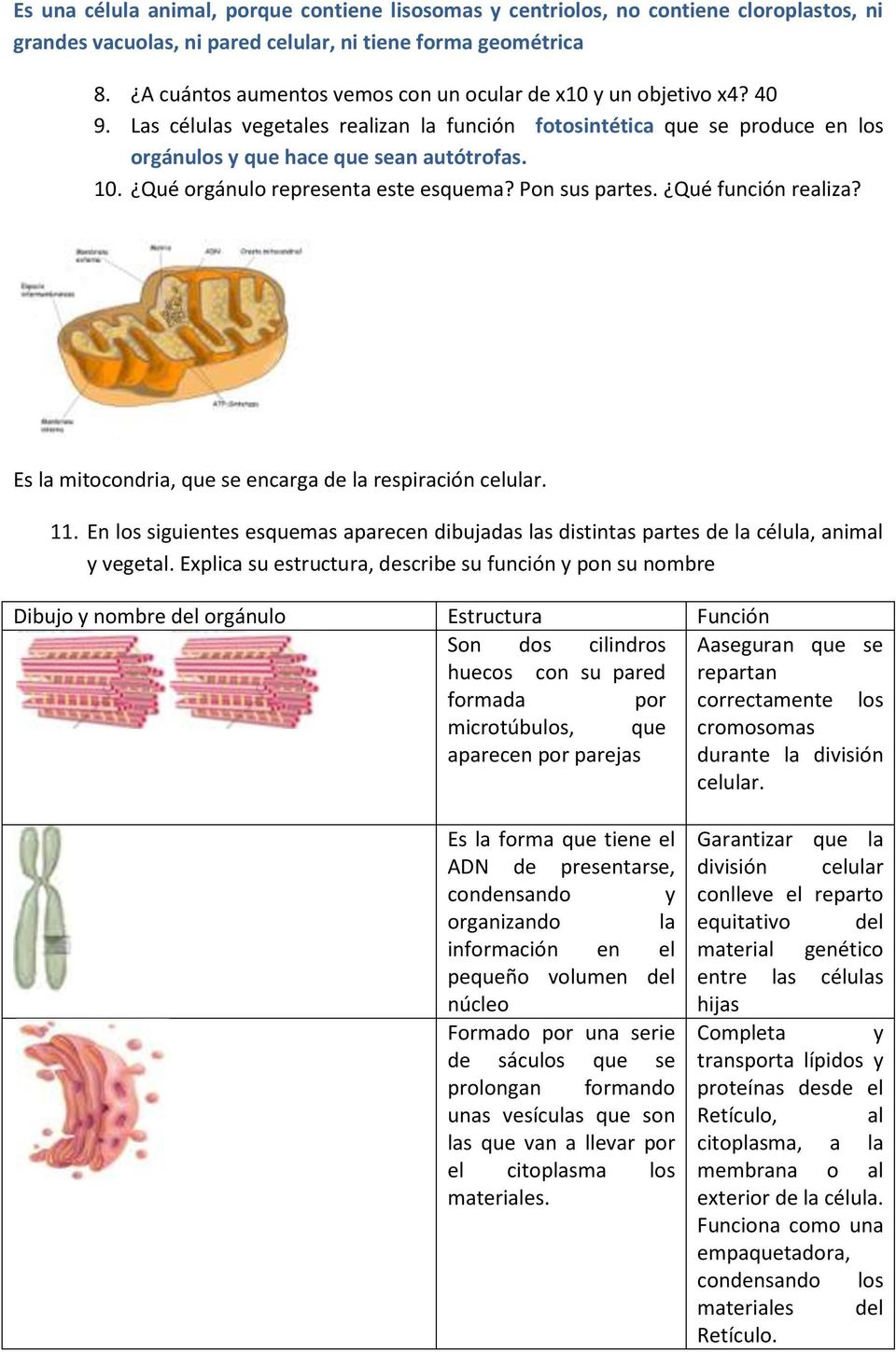Qué orgánulo representa este esquema? Pon sus partes. Qué función realiza? Es la mitocondria, que se encarga de la respiración celular. 11.