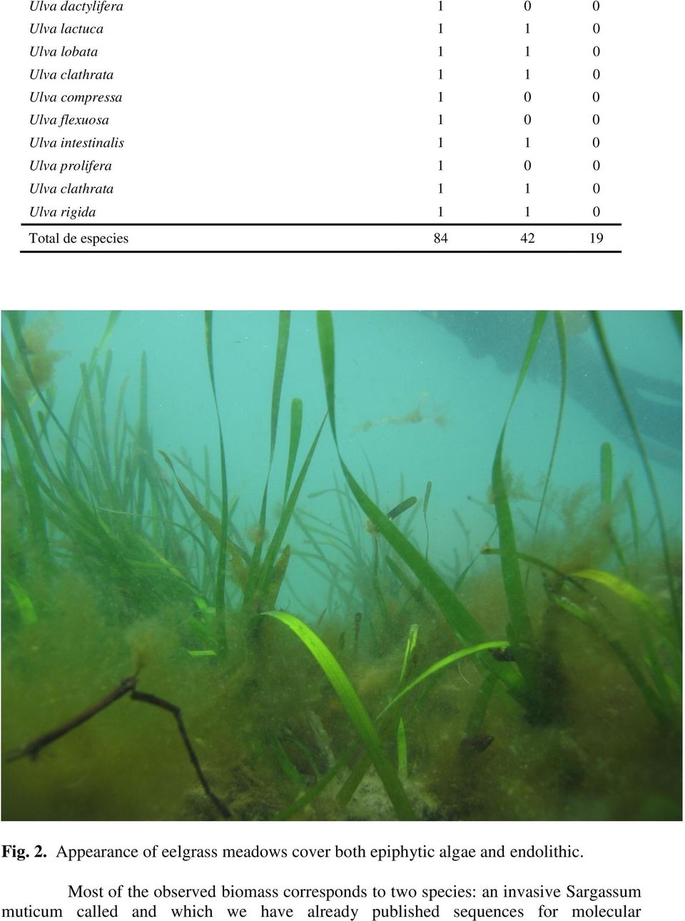 Fig. 2. Appearance of eelgrass meadows cover both epiphytic algae and endolithic.