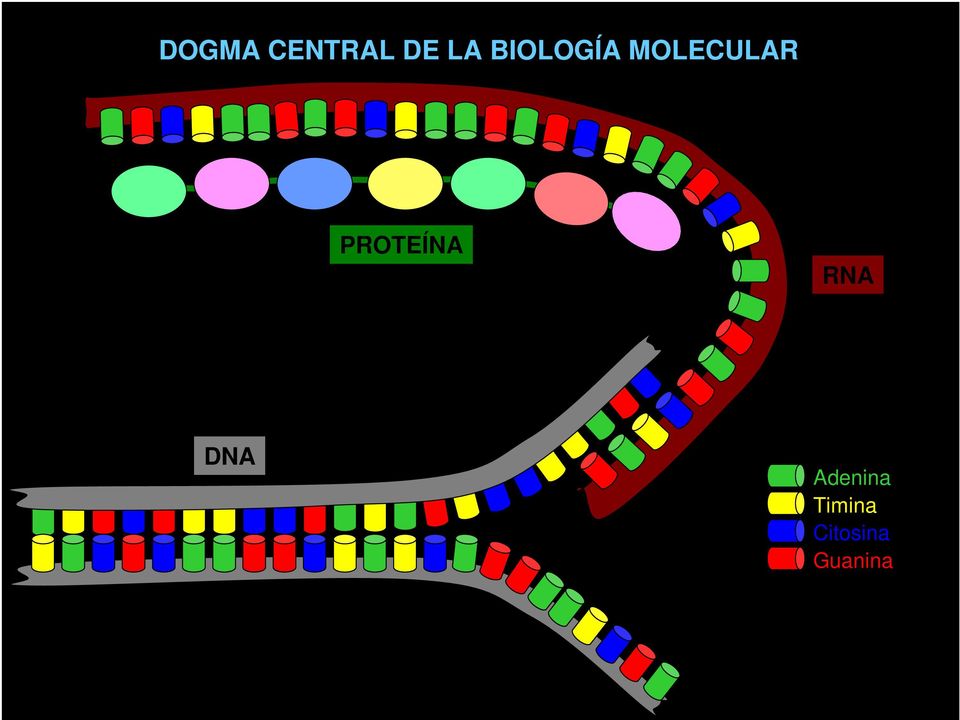 PROTEÍNA RNA DNA