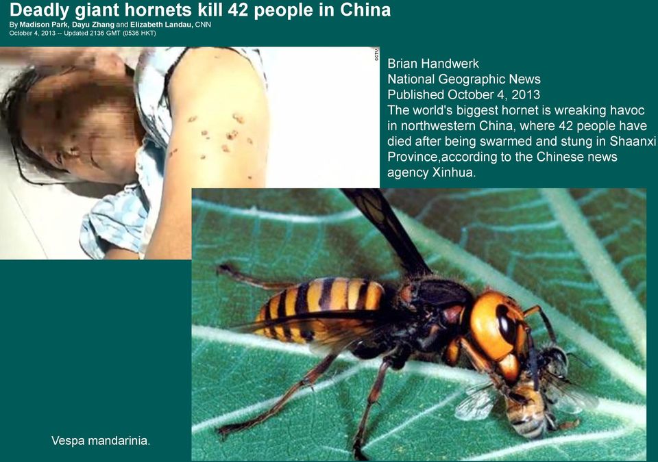 4, 2013 The world's biggest hornet is wreaking havoc in northwestern China, where 42 people have died