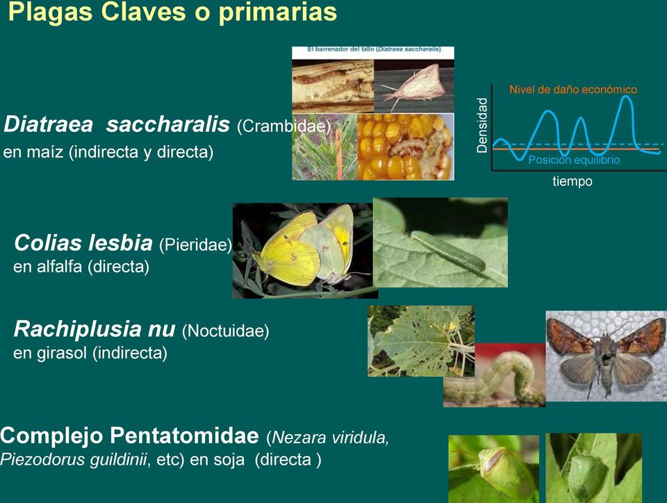 (Pieridae) en alfalfa (directa) Rachiplusia nu (Noctuidae) en girasol (indirecta)