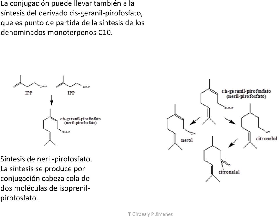 denominados monoterpenos C10. Síntesis de neril pirofosfato.