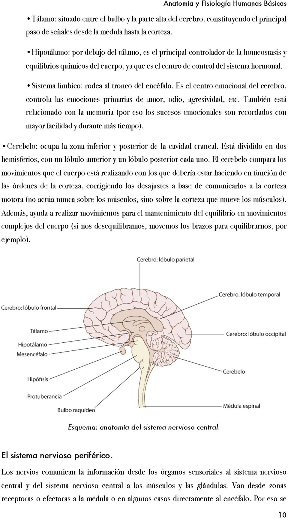 Sistema límbico: rodea al tronco del encéfalo. Es el centro emocional del cerebro, controla las emociones primarias de amor, odio, agresividad, etc.