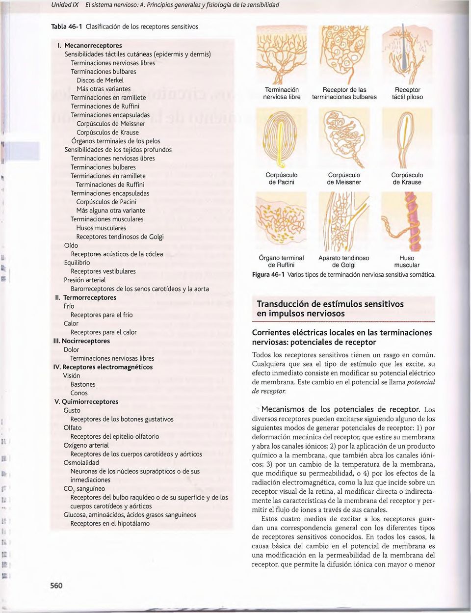 Terminaciones de Ruffini Terminaciones encapsuladas Corpúsculos de Meissner Corpúsculos de Krause Órganos terminales de los pelos Sensibilidades de los tejidos profundos Terminaciones nerviosas
