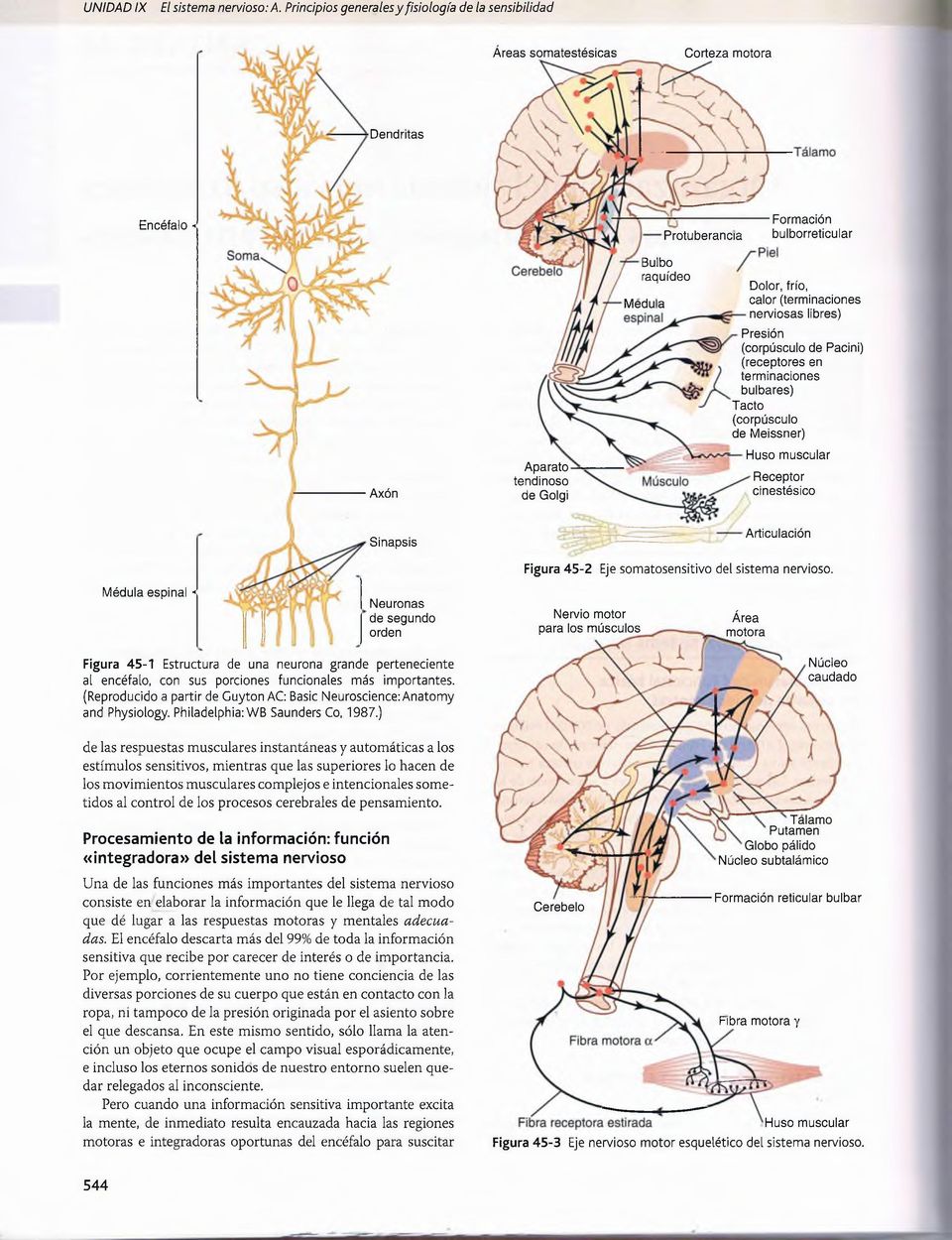 (terminaciones nerviosas libres) Presión (corpúsculo de Pacini) (receptores en terminaciones bulbares) Tacto (corpúsculo de Meissner) Axón Aparato tendinoso de Golgi Huso muscular Receptor