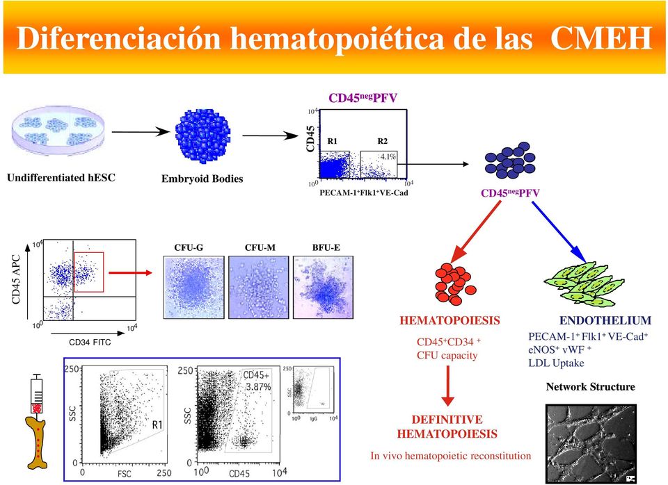 4 CFU CFU-G CFU-M BFU-E 10 0 10 4 CD34 FITC HEMATOPOIESIS CD45 + CD34 + CFU capacity ENDOTHELIUM