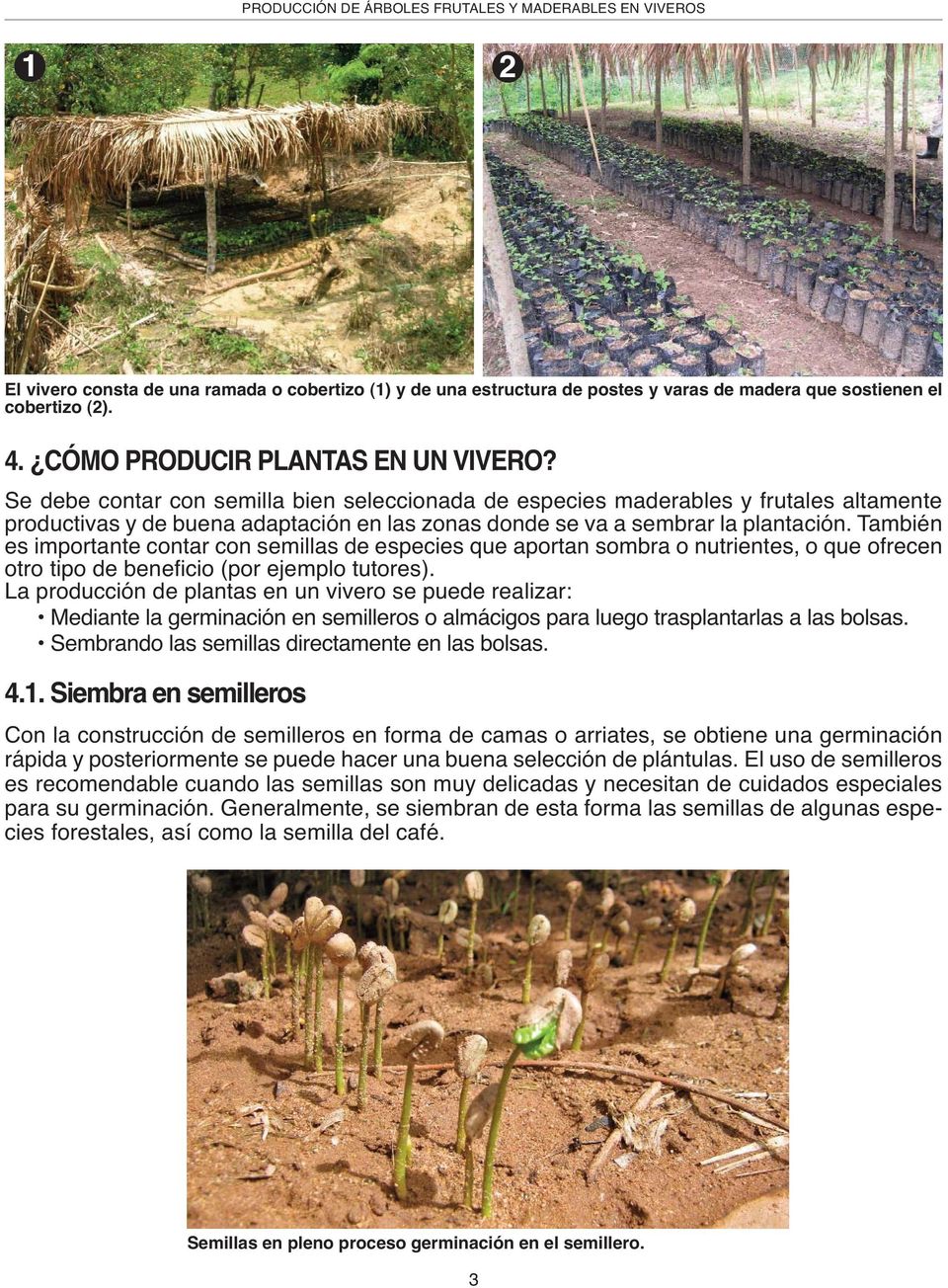 PRODUCCIÓN DE ÁRBOLES FRUTALES Y MADERABLES EN VIVEROS - PDF Free Download