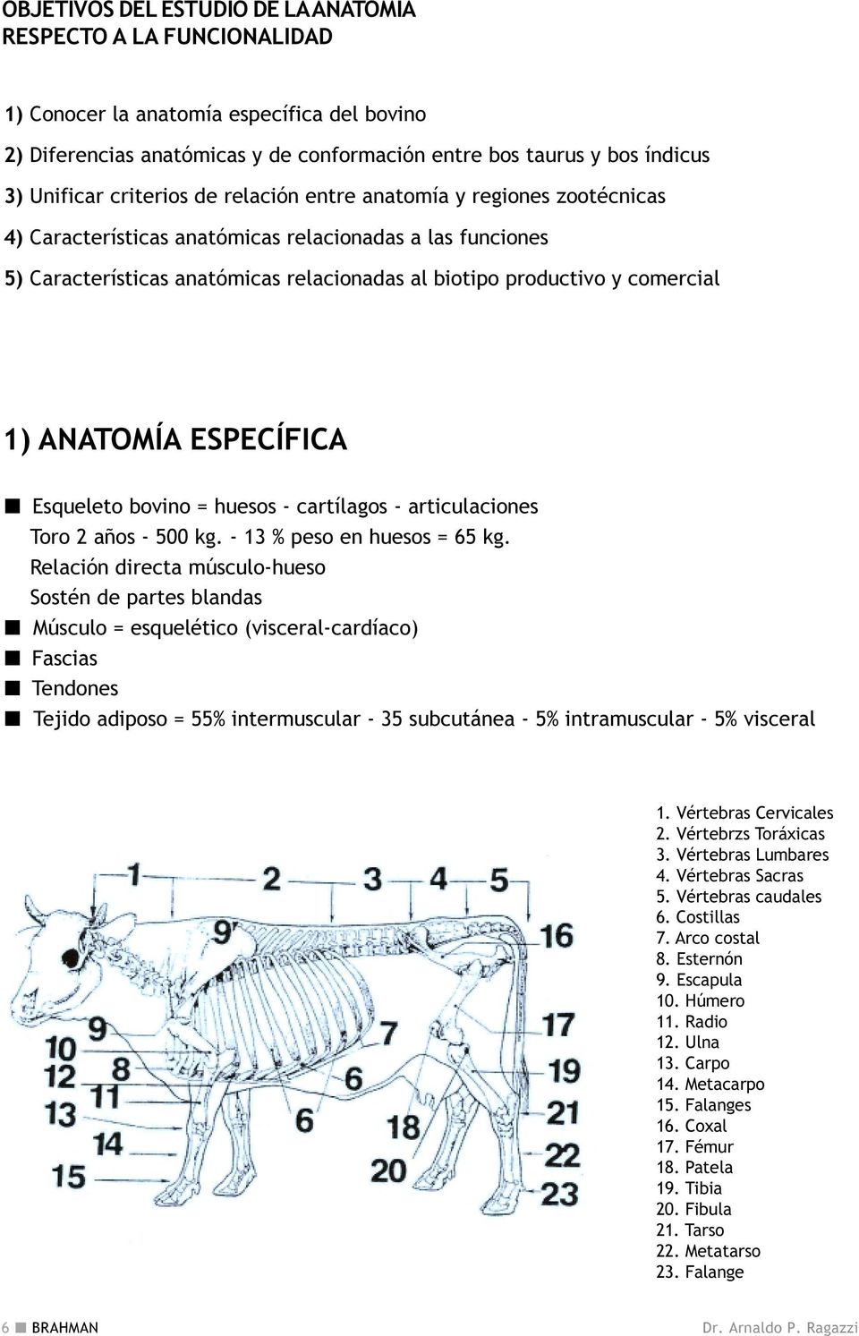 ANATOMÍA ESPECÍFICA Esqueleto bovino = huesos - cartílagos - articulaciones Toro 2 años - 500 kg. - 13 % peso en huesos = 65 kg.