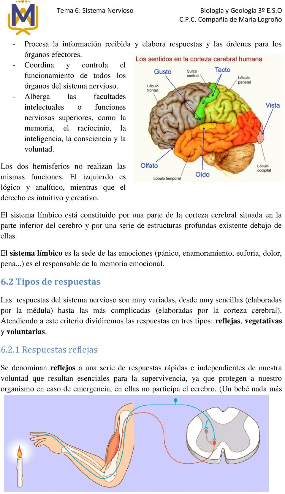 Los dos hemisferios no realizan las mismas funciones. El izquierdo es lógico y analítico, mientras que el derecho es intuitivo y creativo.