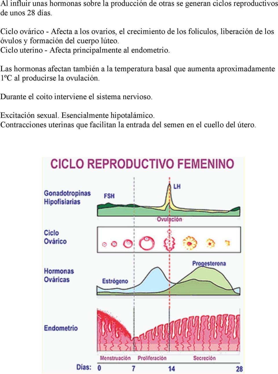 Ciclo uterino - Afecta principalmente al endometrio.