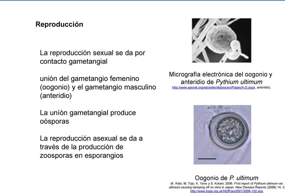 La uníón gametangial produce oósporas La reproducción asexual se da a través de la producción de zoosporas en esporangios Oogonio de P. ultimum (K. Kida, M.