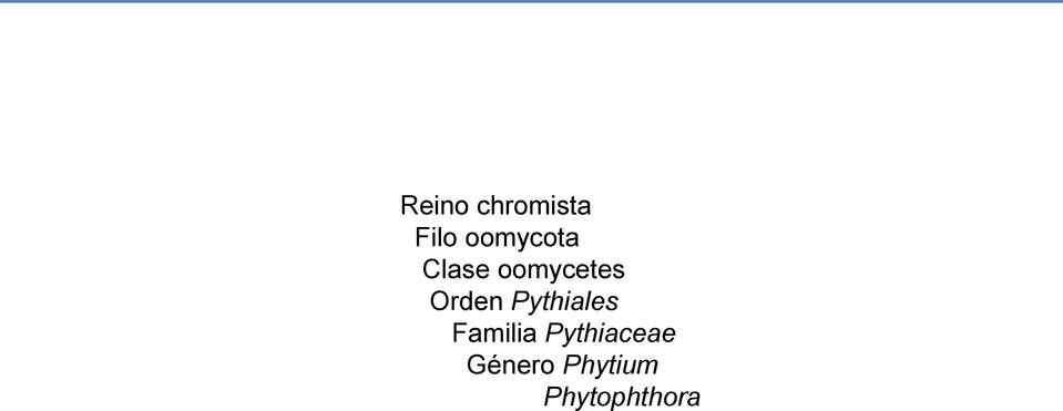 Orden Pythiales Familia
