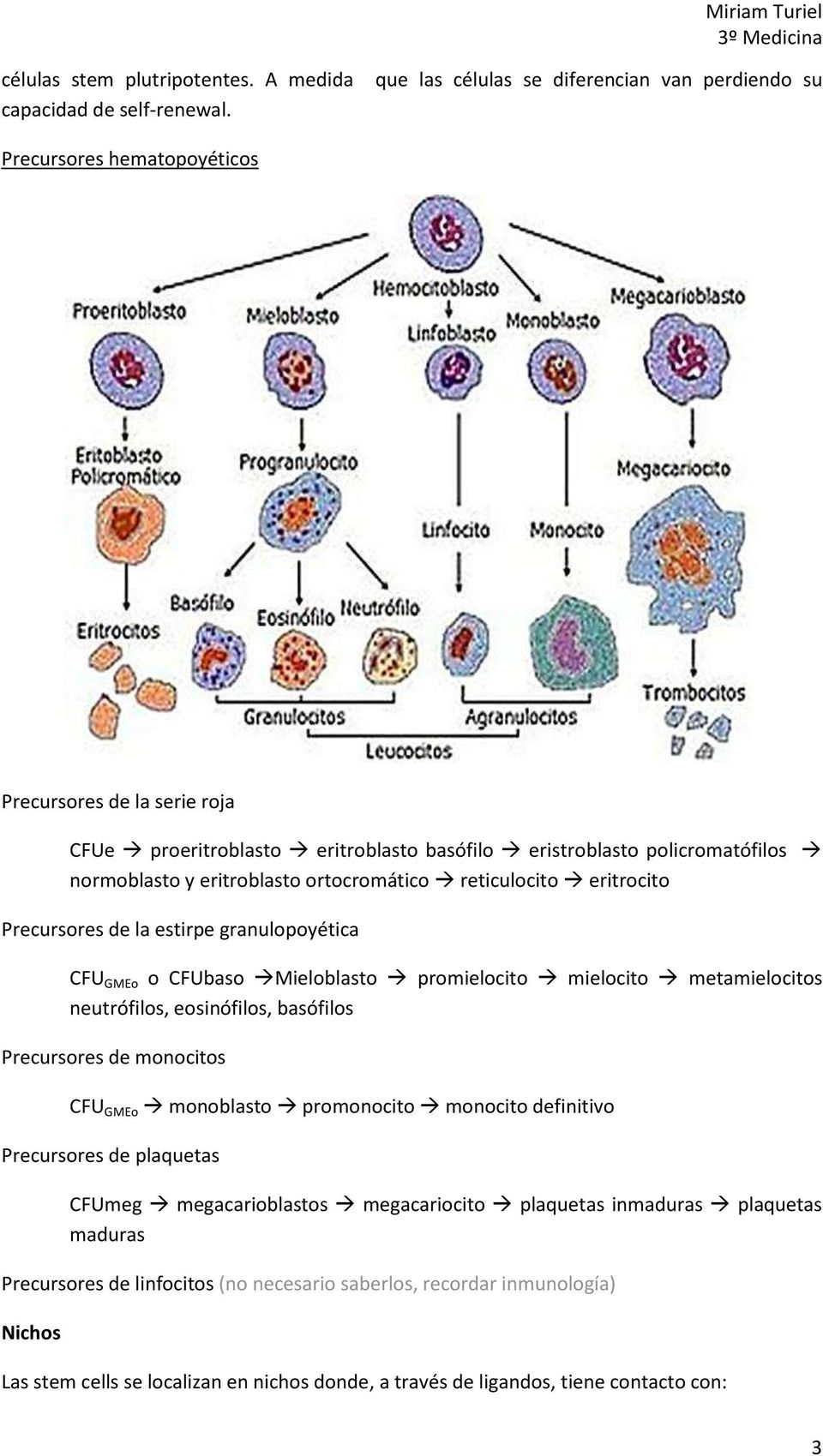 eritroblasto ortocromático reticulocito eritrocito Precursores de la estirpe granulopoyética CFU GMEo o CFUbaso Mieloblasto promielocito mielocito metamielocitos neutrófilos, eosinófilos, basófilos