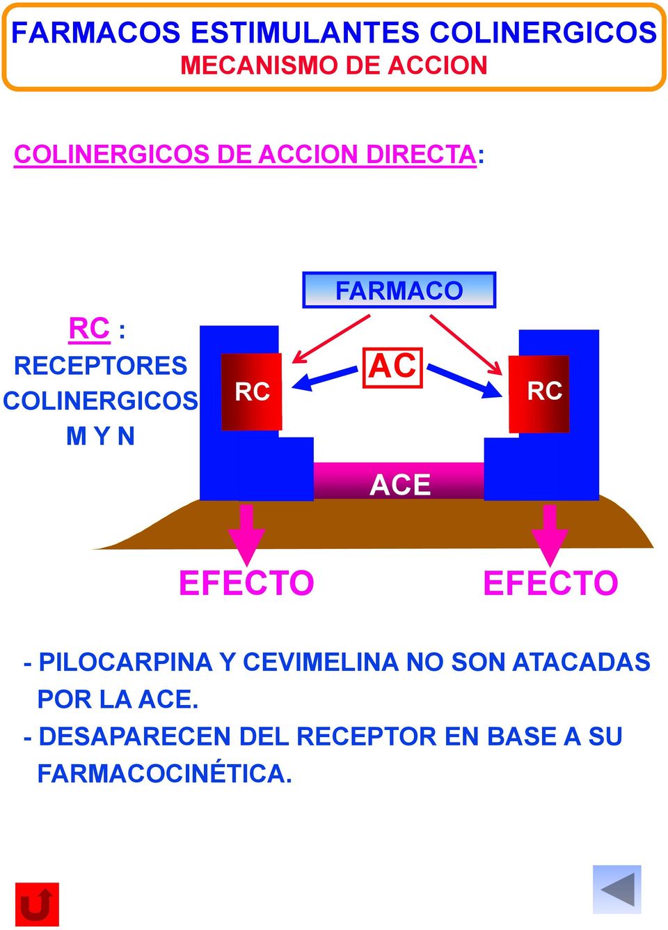 COLINERGICOS M Y N RC AC RC ACE EFECTO EFECTO - PILOCARPINA Y