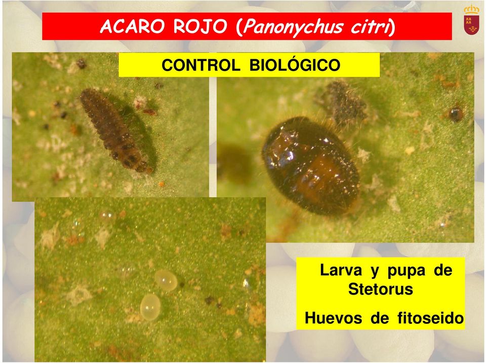 BIOLÓGICO Larva y pupa