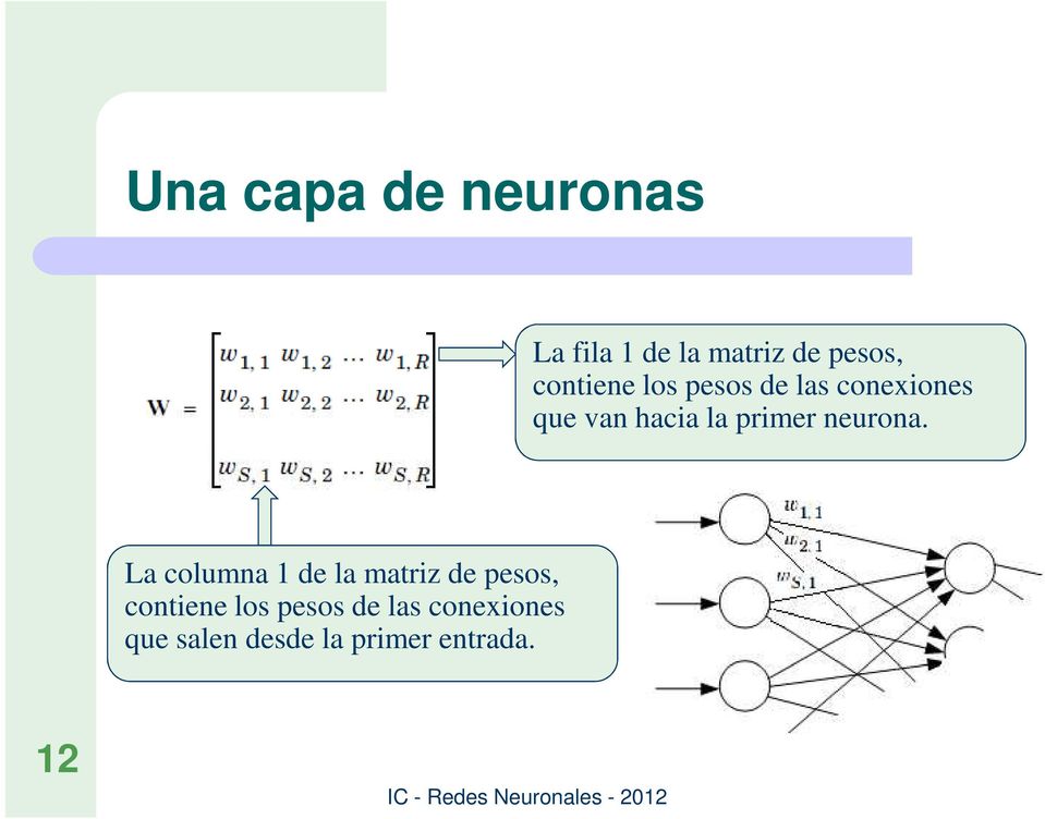 primer neurona.