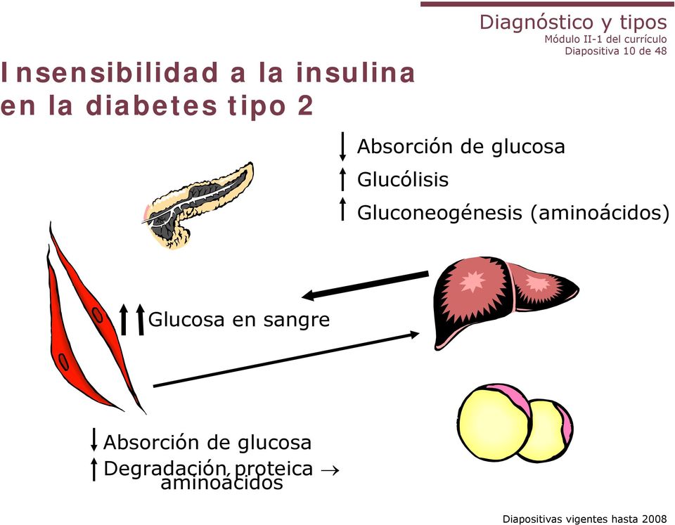 48 Gluconeogénesis (aminoácidos) Glucosa en sangre