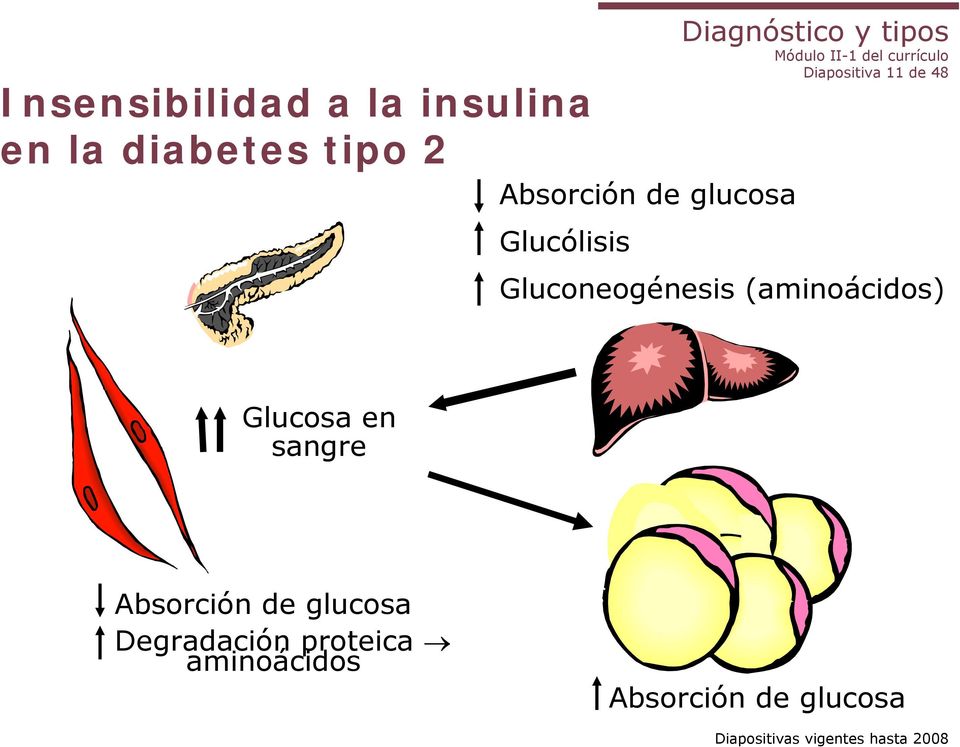 Gluconeogénesis (aminoácidos) Glucosa en sangre