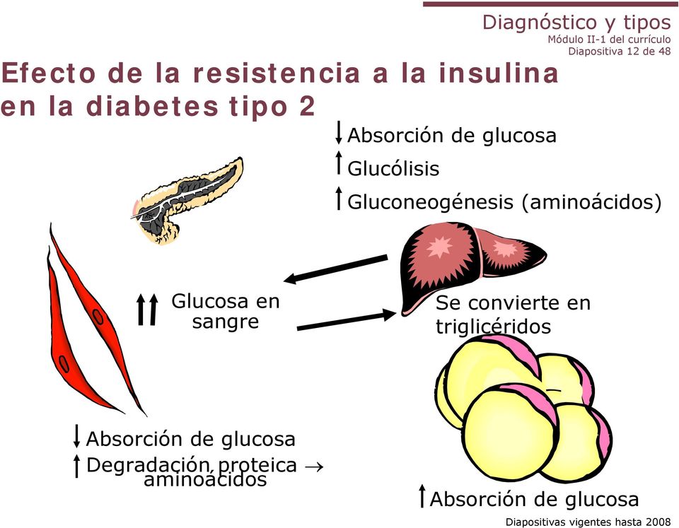 Gluconeogénesis (aminoácidos) Glucosa en sangre Se convierte en