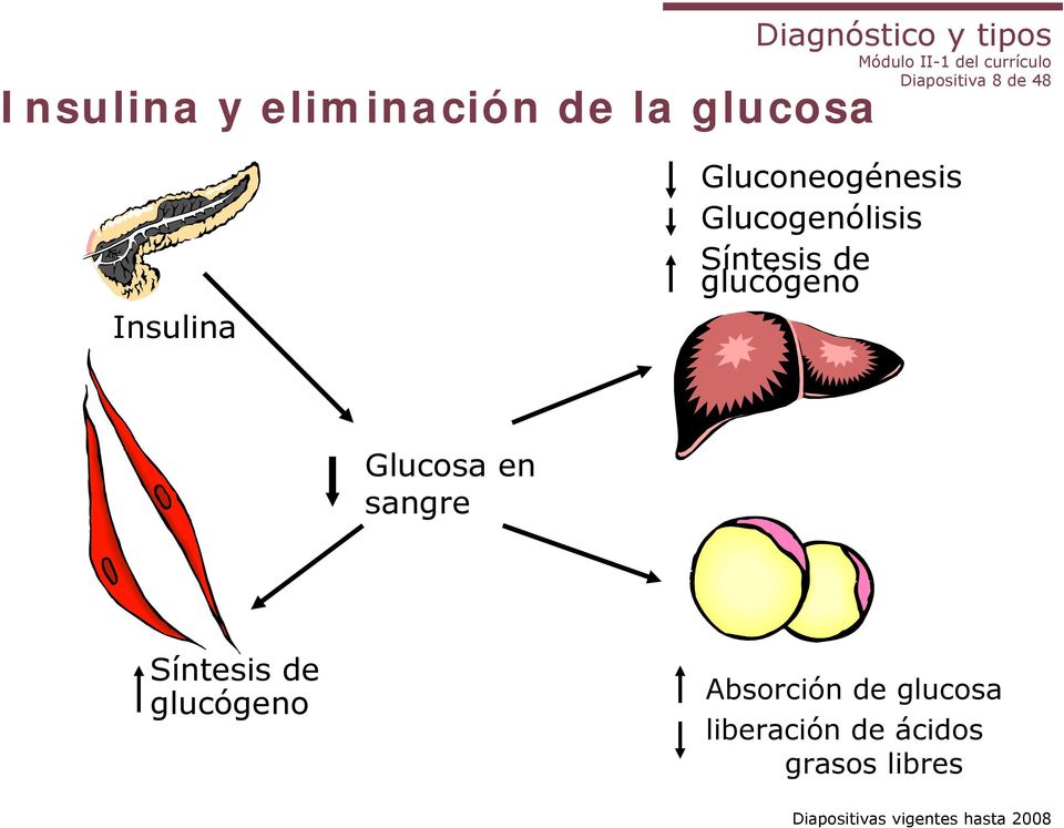 de glucógeno Glucosa en sangre Síntesis de glucógeno