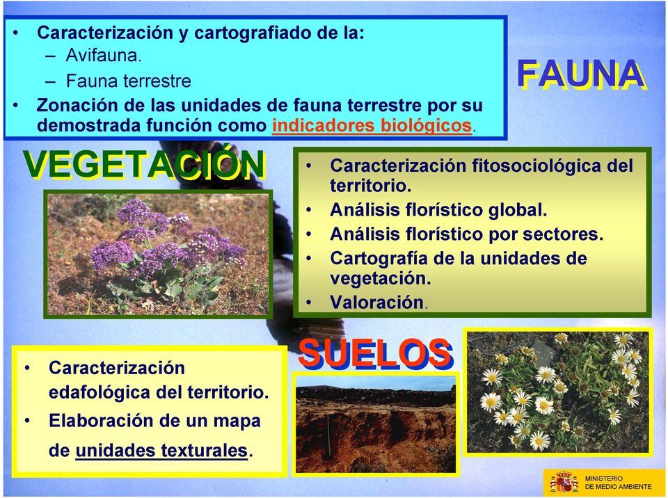 biológicos. FAUNA VEGETACIÓN Caracterización fitosociológica del territorio. Análisis florístico global.