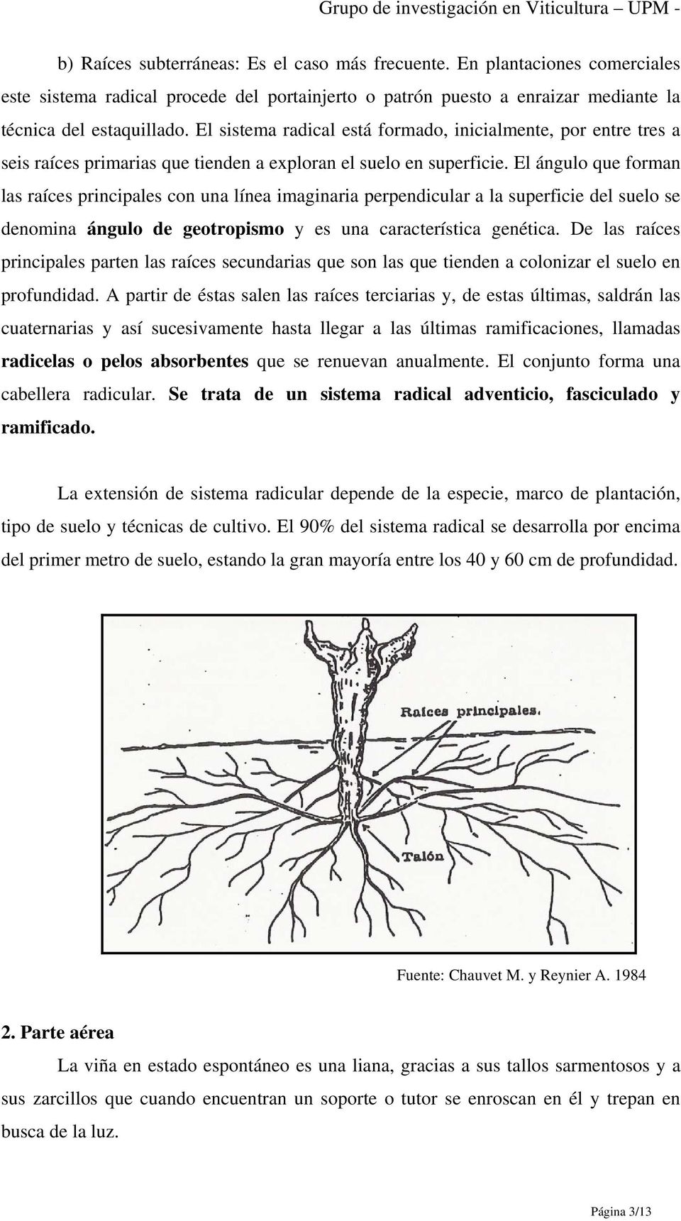 El ángulo que forman las raíces principales con una línea imaginaria perpendicular a la superficie del suelo se denomina ángulo de geotropismo y es una característica genética.