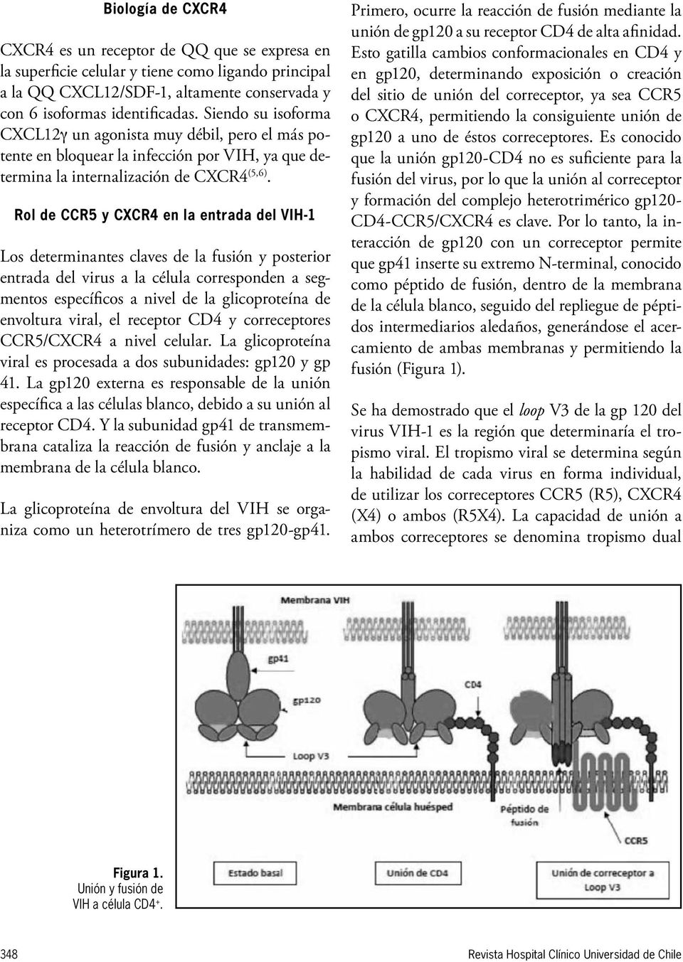 Rol de CCR5 y CXCR4 en la entrada del VIH-1 Los determinantes claves de la fusión y posterior entrada del virus a la célula corresponden a segmentos específicos a nivel de la glicoproteína de
