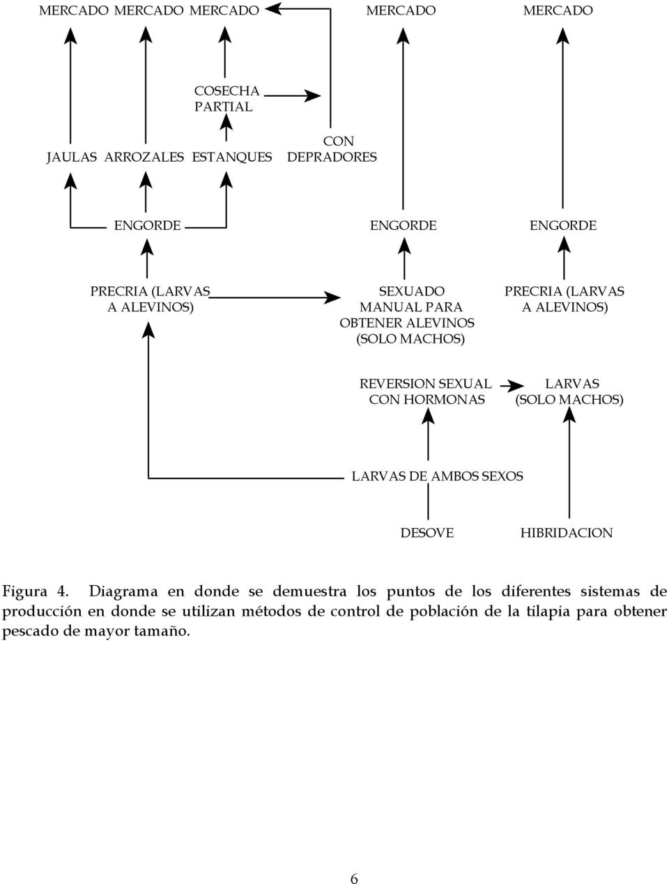 LARVAS (SOLO MACHOS) LARVAS DE AMBOS SEXOS DESOVE HIBRIDACION Figura 4.
