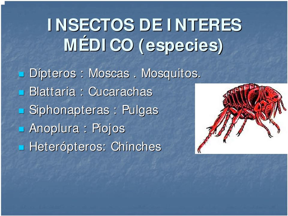 Blattaria : Cucarachas Siphonapteras :